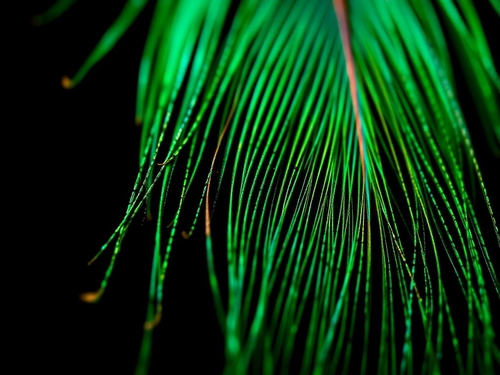 Peacock Herl
